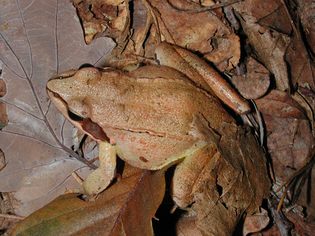 Rana dalmatina
